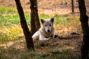 Loup blanc